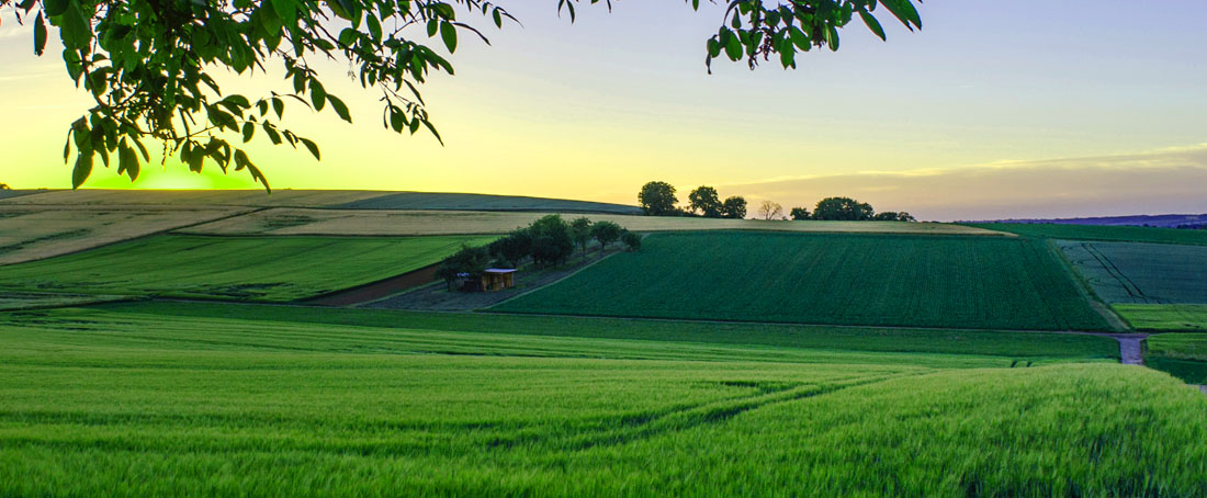 Bioremediation of pesticides-contaminated soil and water