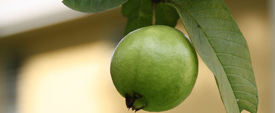 Guava leaf tea for diabetes