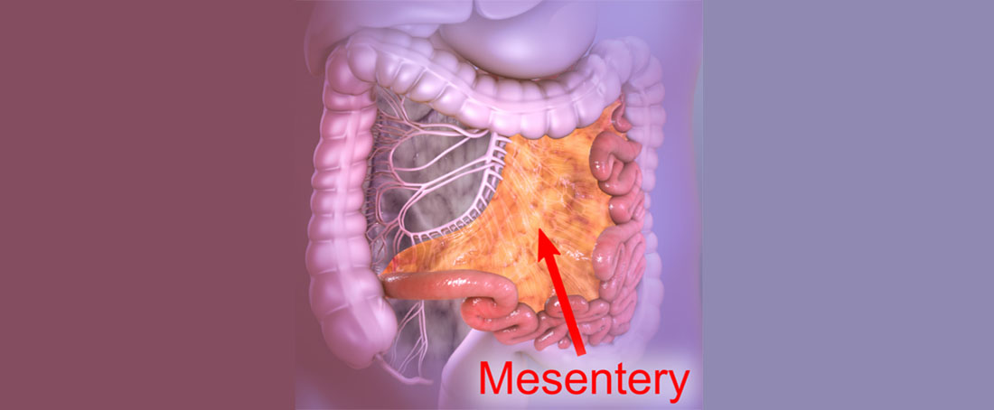 Mesentery: A new organ in the human body