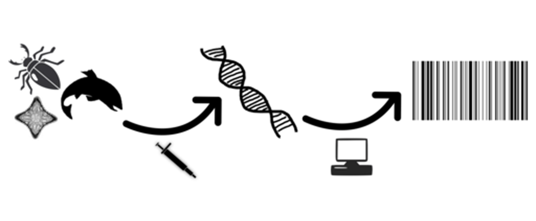 DNA barcoding: A reliable tool for species identification