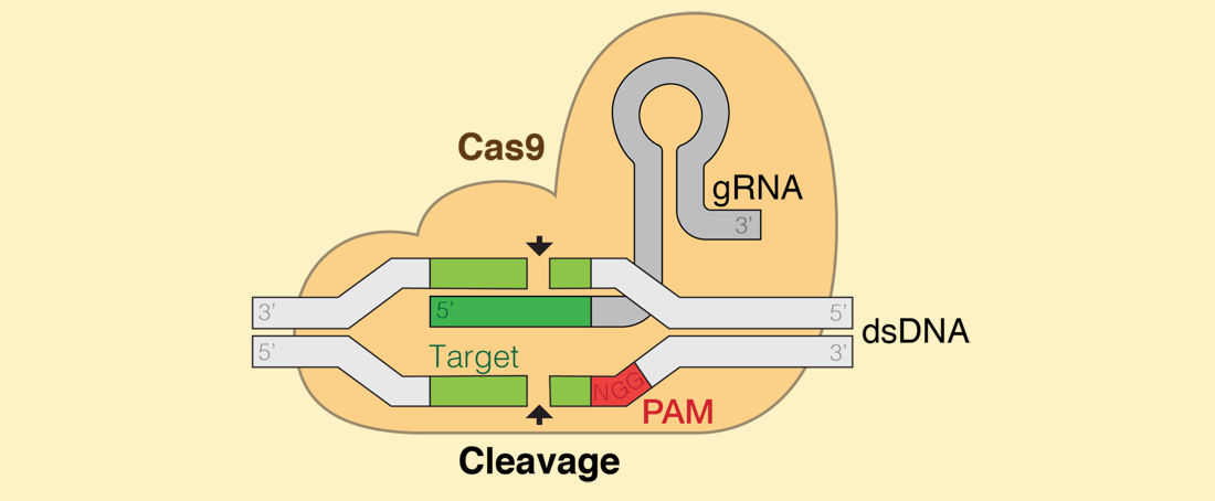 Genome editing using CRISPR-Cas9