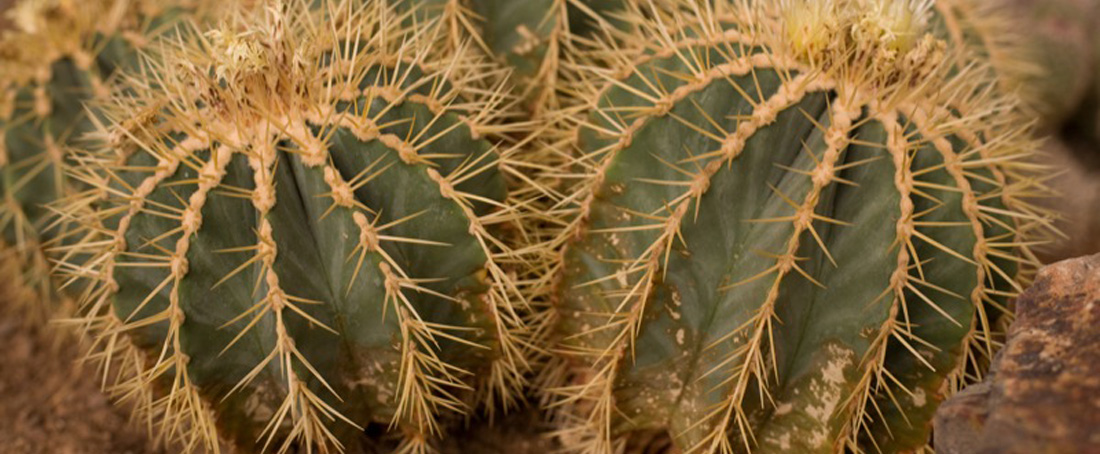 Cactus: Food and medicine for future