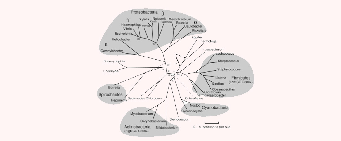 Bacterial taxonomy