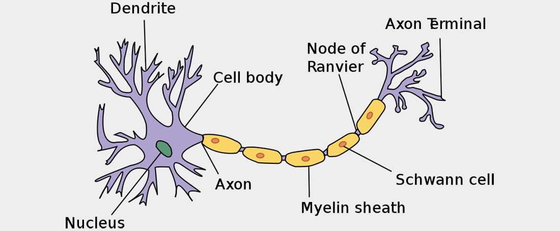 Finding ways for overcoming myelin sheath degeneration