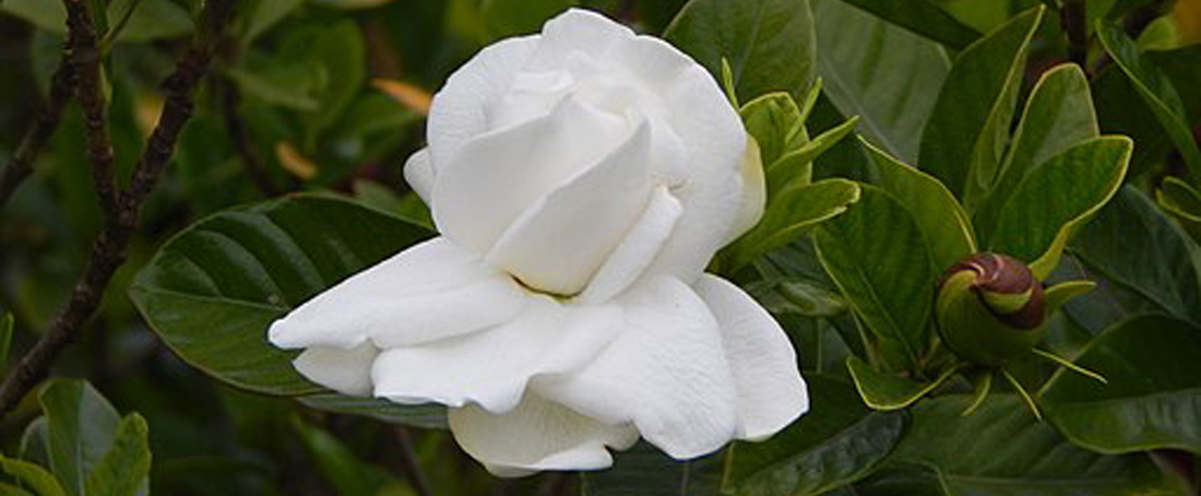 Ethnopharmacology of <em>Gardenia</em>