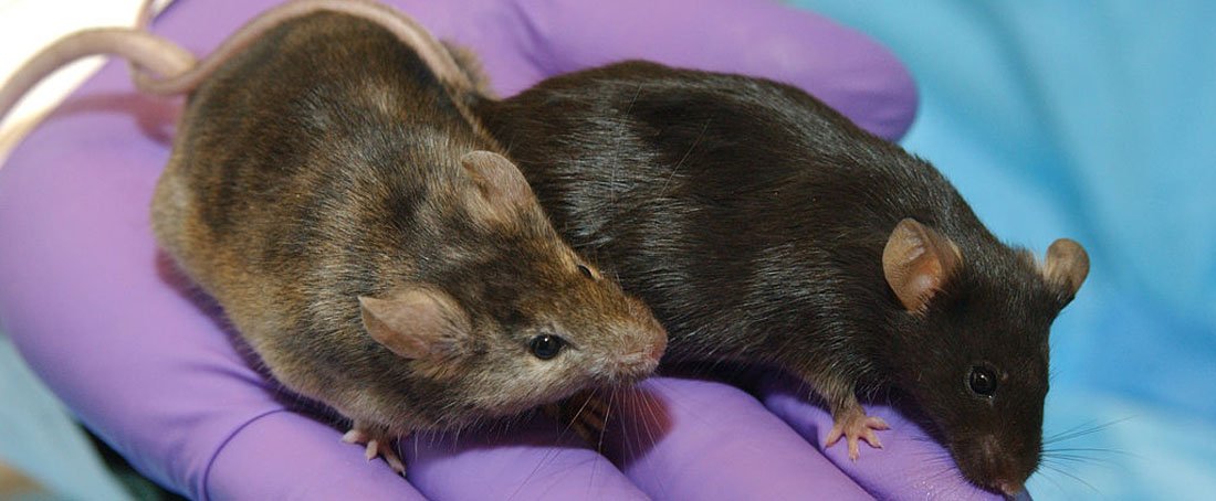 Transgenic mice for vaccine evaluation