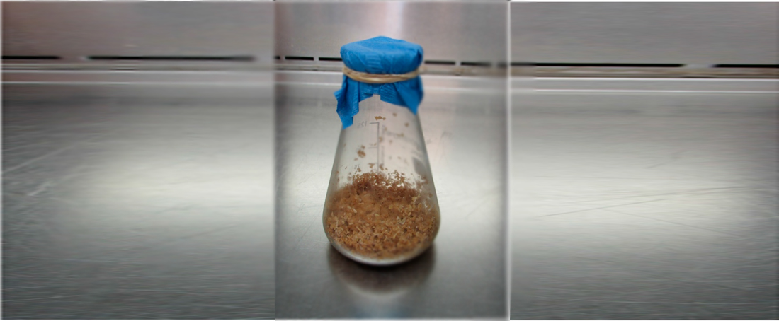 Enzyme production through solid-state fermentation