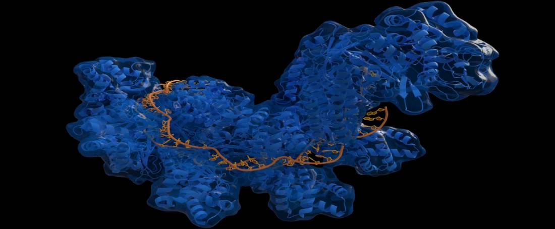 CRISPR-Cas9 gene-editing tool