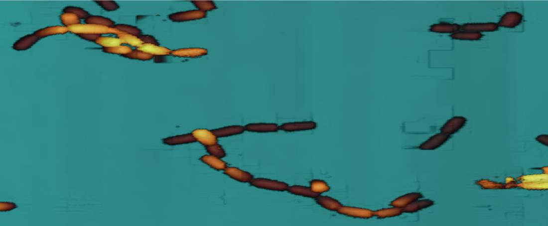 Why researchers use <em>Streptomyces</em> to produce antibiotics?