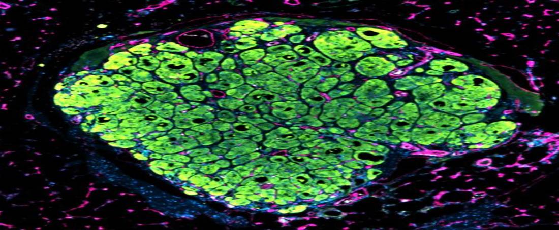 Current comprehension of liver tissue engineering