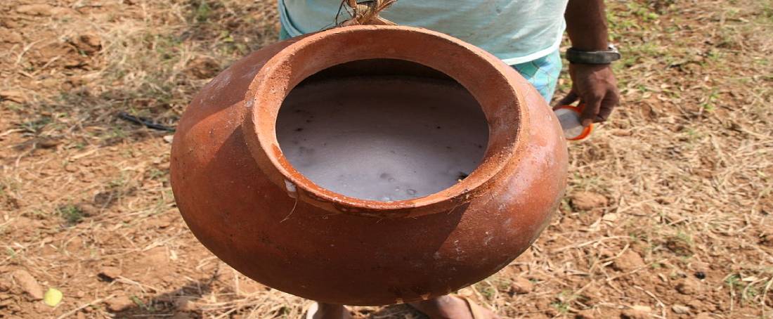 Toddy: A probiotic drink