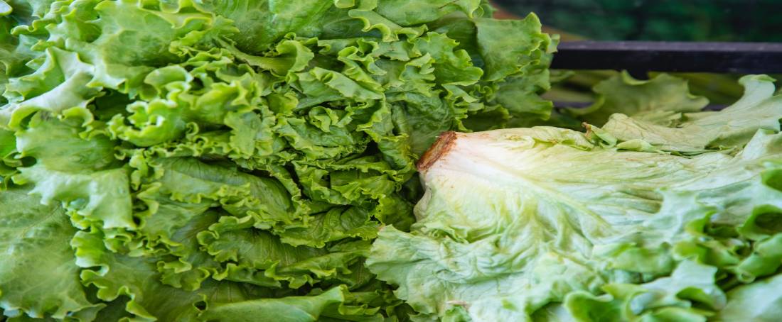 Lettuce and its anti-proliferative effects