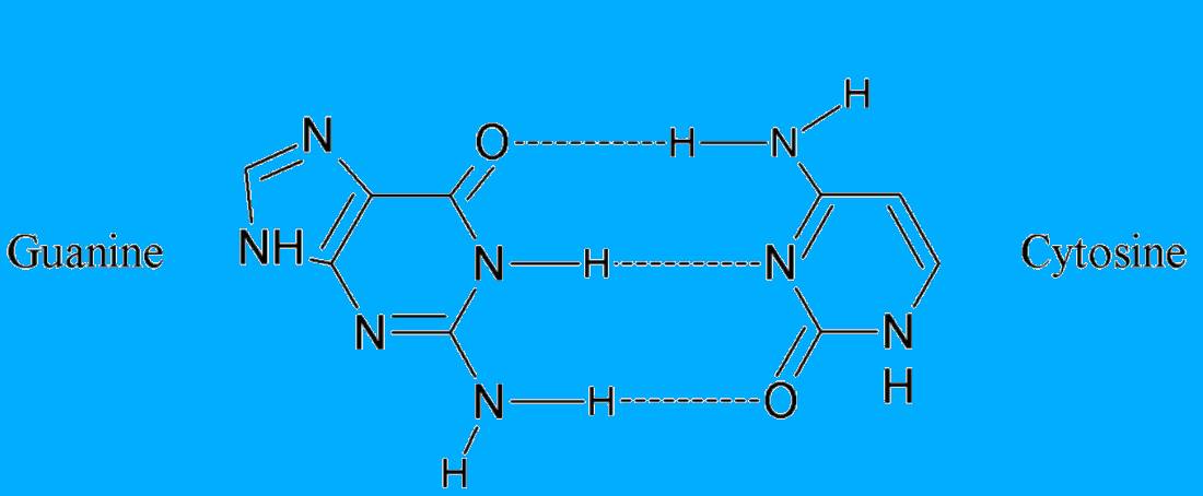 Hydrogen bond disruption in DNA