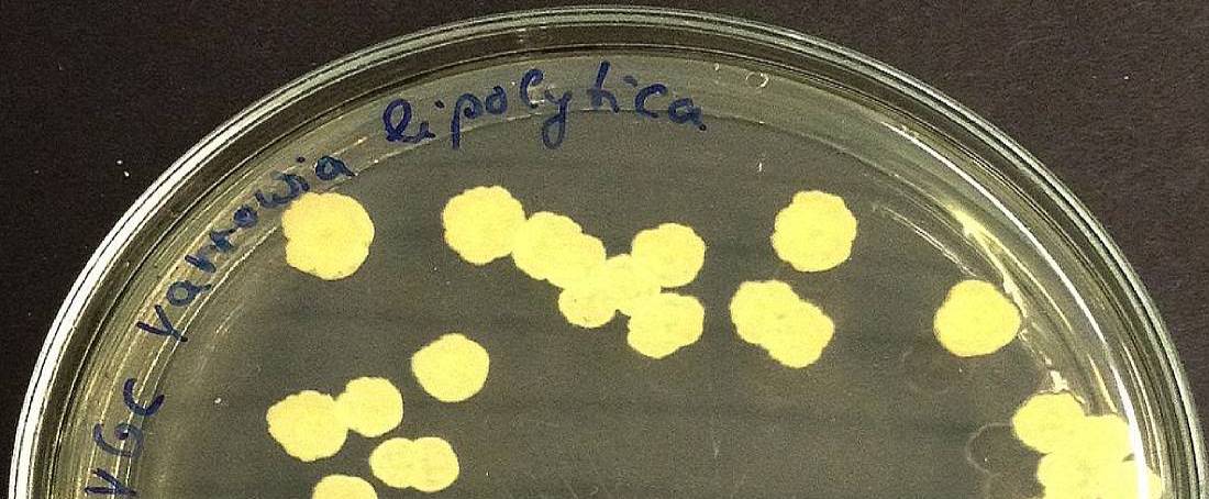 <em>Yarrowia lipolytica</em> in bioremediation