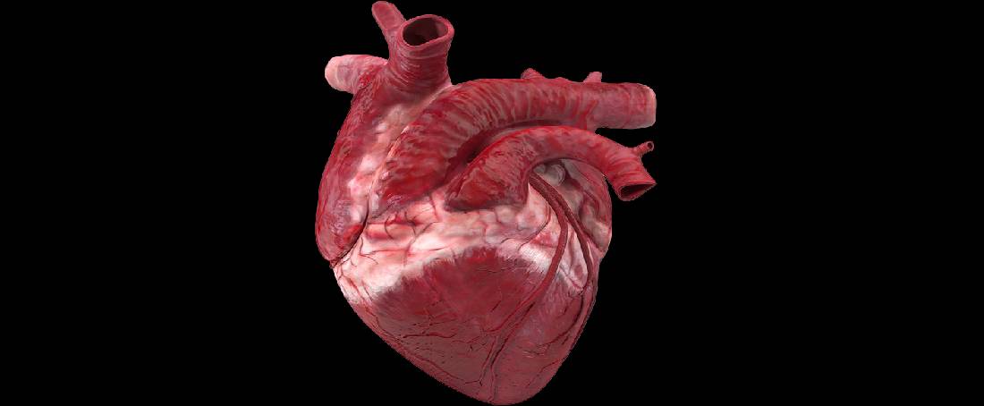 Overview on cardiovascular tissue engineering