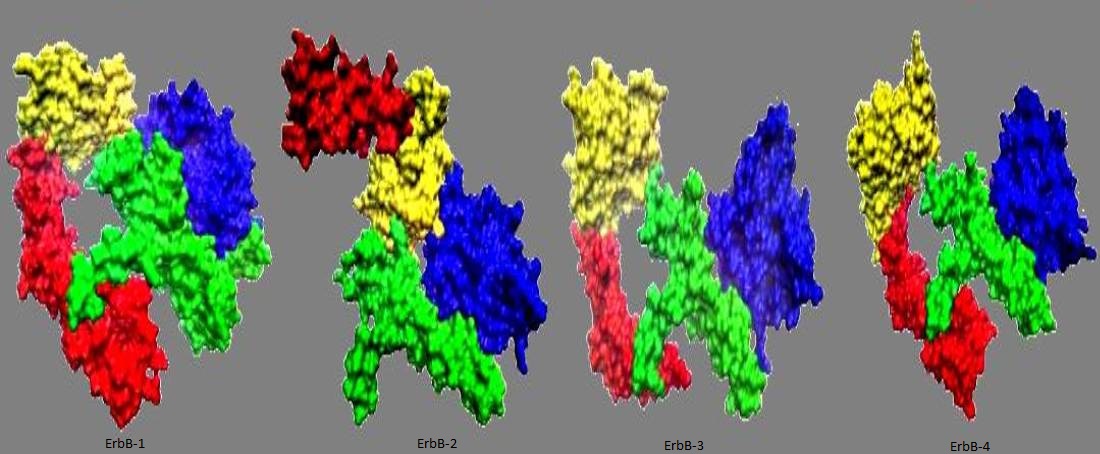 Tyrosine kinases in cancer