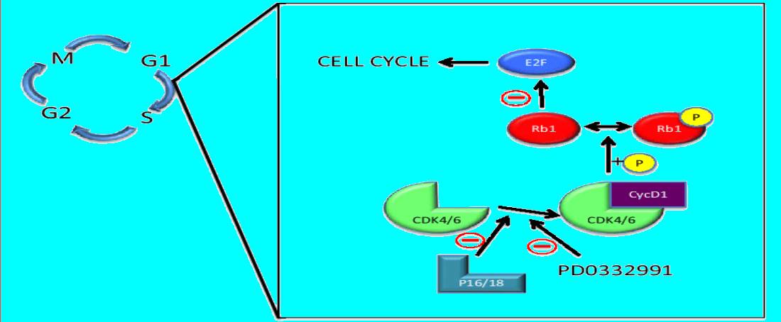 Cellular basis of carcinogenesis