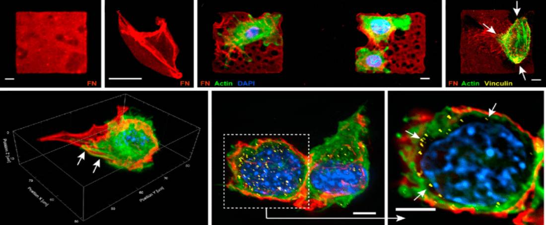 Use of nanoscaffolds in regenerative medicine