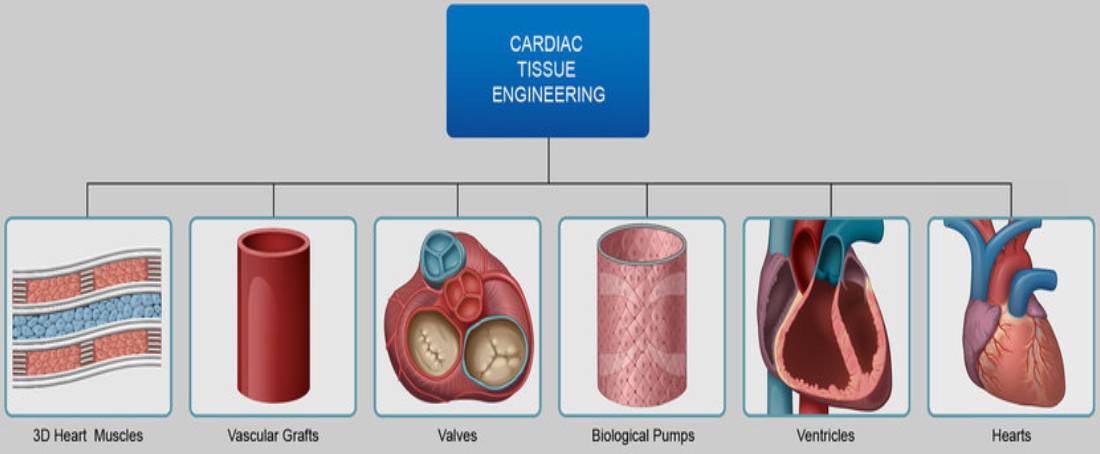 Cardiac tissue engineering for the treatment of cardiovascular diseases