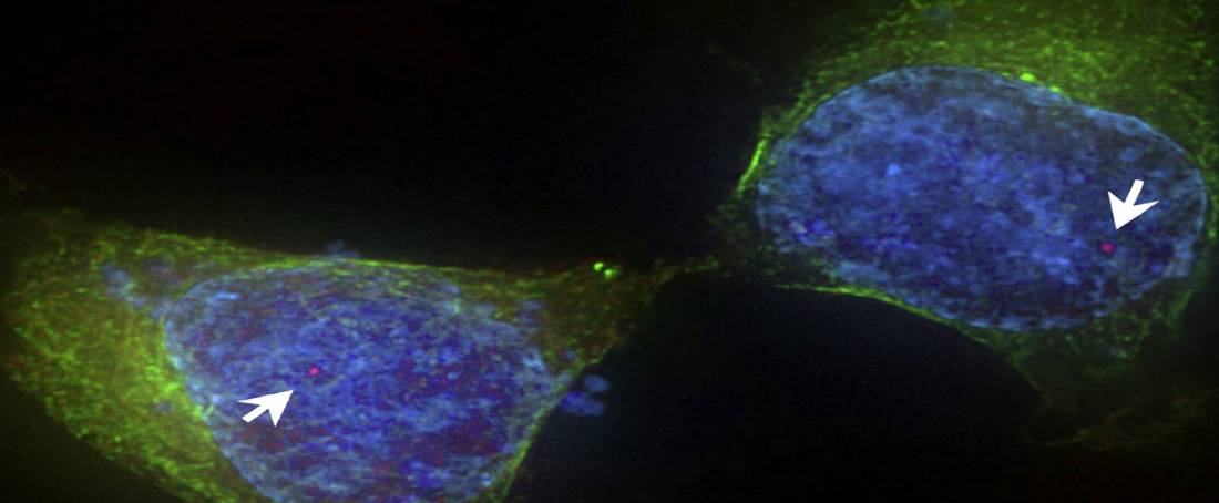 Artificial chromosomes for gene therapy