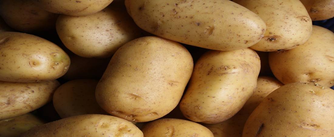 Transgenic potatoes capable of resisting freezing injury