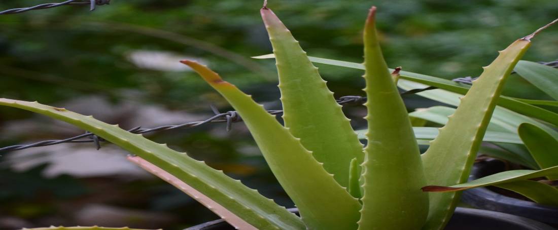 <em>Aloe vera</em>: A boon to mankind