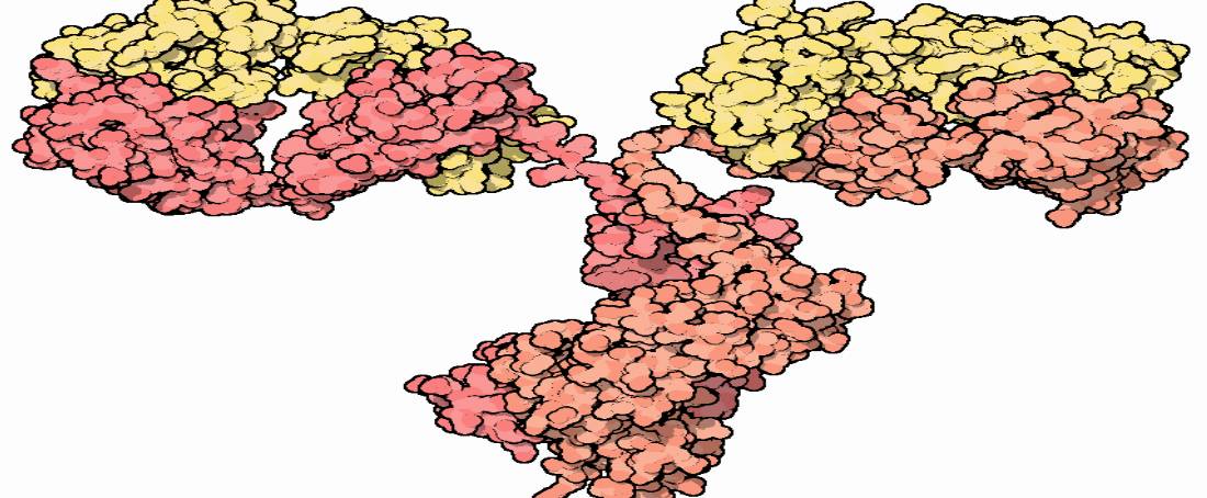 Monoclonal antibodies for multidrug-resistant infections