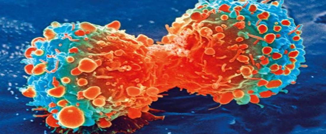 Cancer stem cells