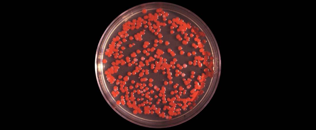 From cocoon to clots: Serrapeptidase