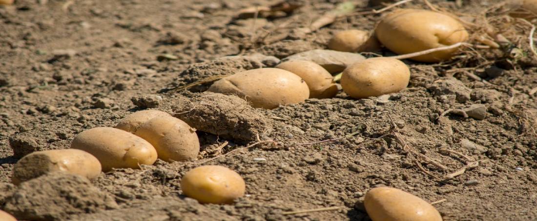 Bioethanol from waste potatoes