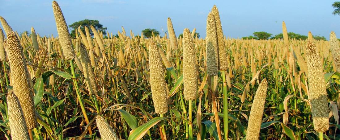 The rerise of millets