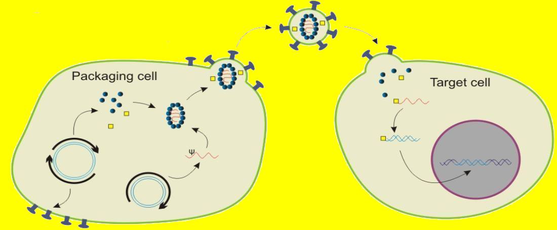 Retroviral vectors in haematopoietic stem cell transplantation