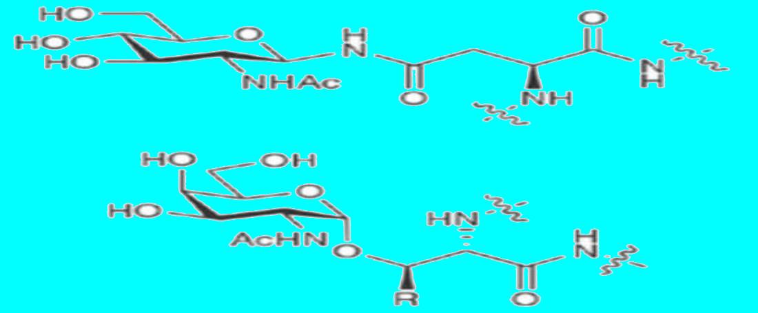 Glycoengineering for improvement of mammalian glycoprotein production