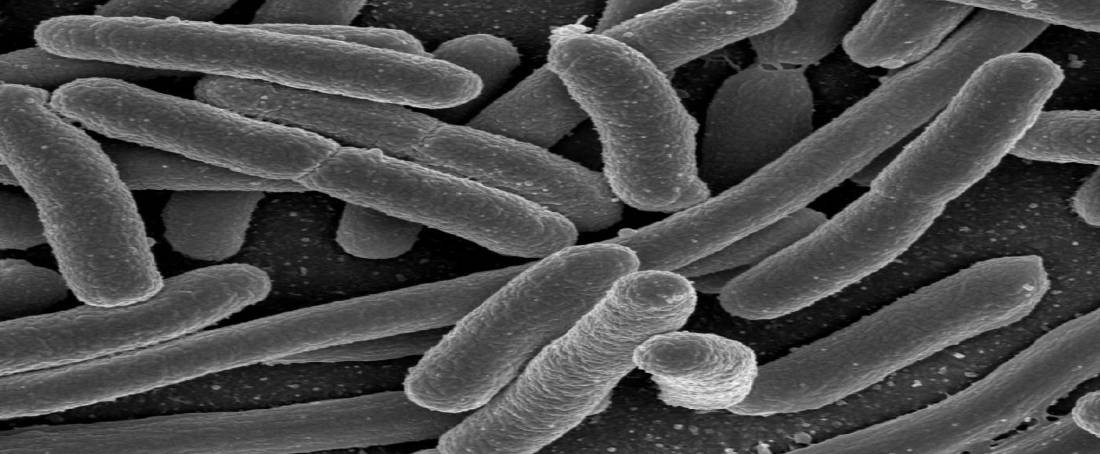 Comparison of the microbiota of human gut with other animals