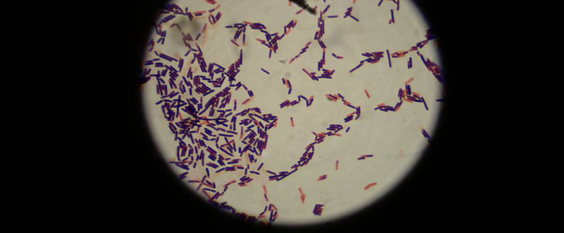 Lactic acid bacteria playing role in the exploration of crude oil