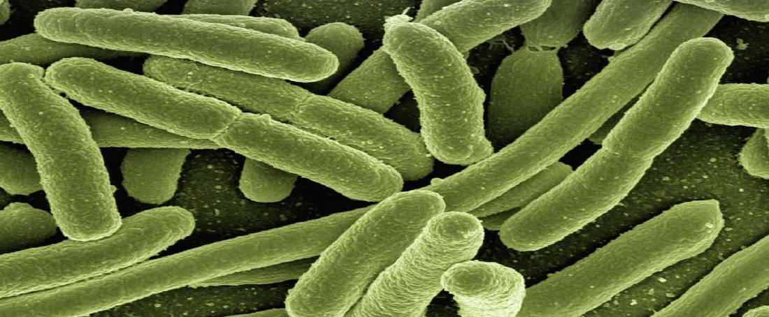 Molecular biology of the infection mechanism of uropathogenic <em>Escherichia coli</em>