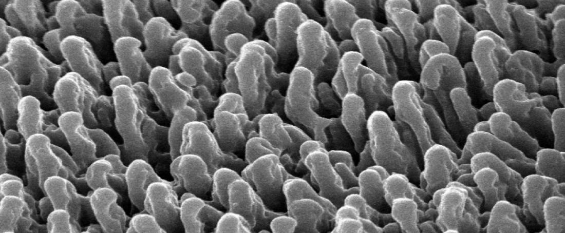 Black silicon against bacteria