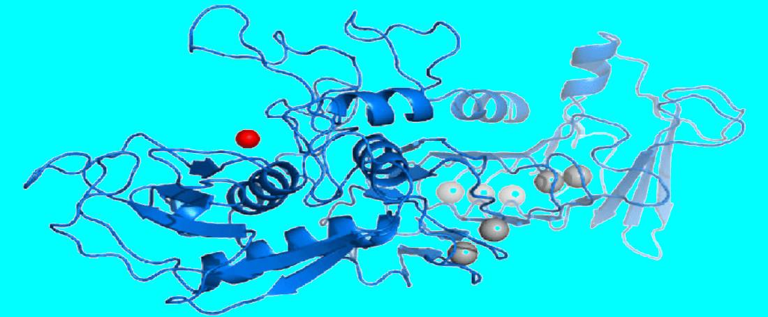 The anti-inflammatory property of serratiopeptidase enzyme