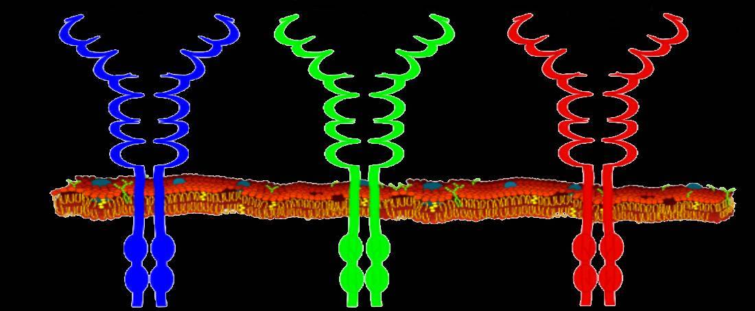 Receptor tyrosine kinase pathways in cancer therapy