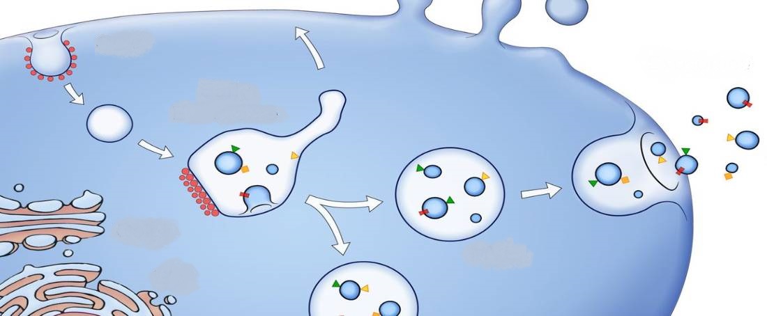 Extracellular vesicles as a drug delivery system