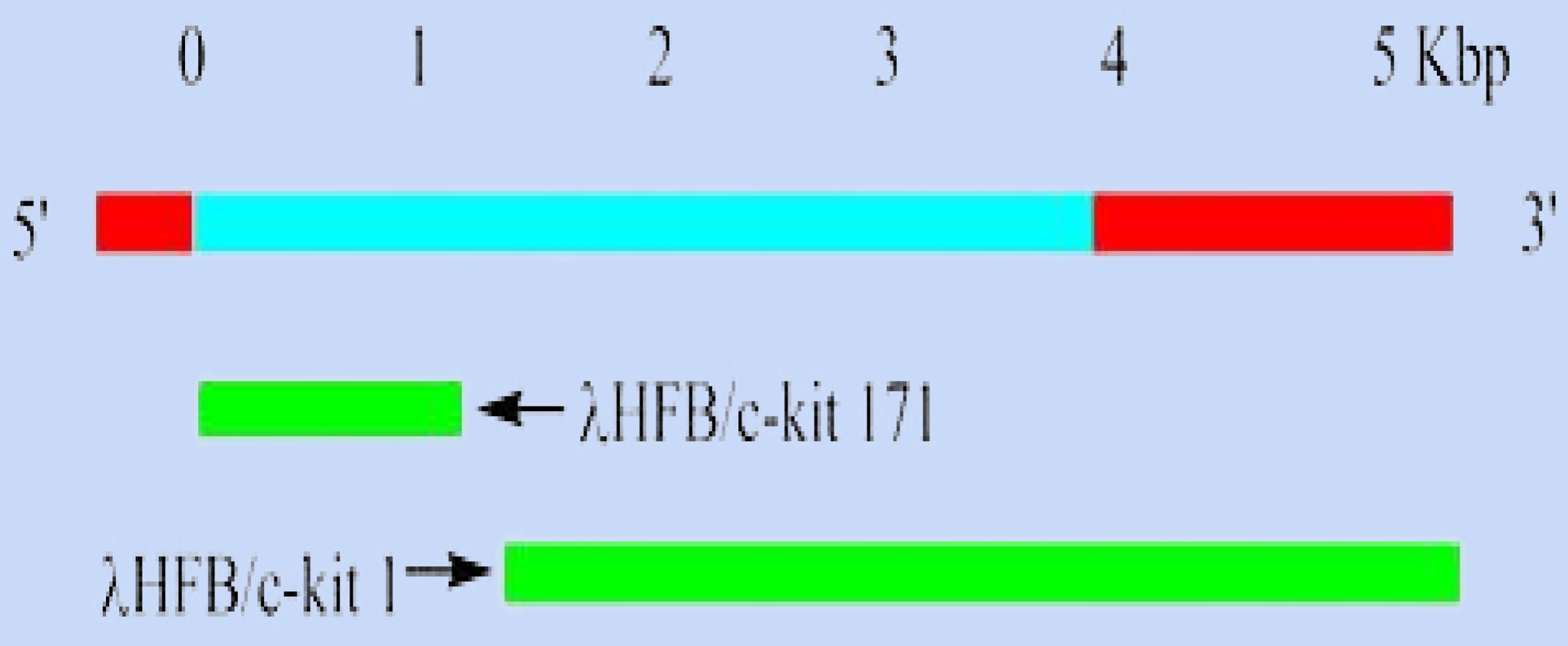 The role of c-KIT gene in cancer therapy