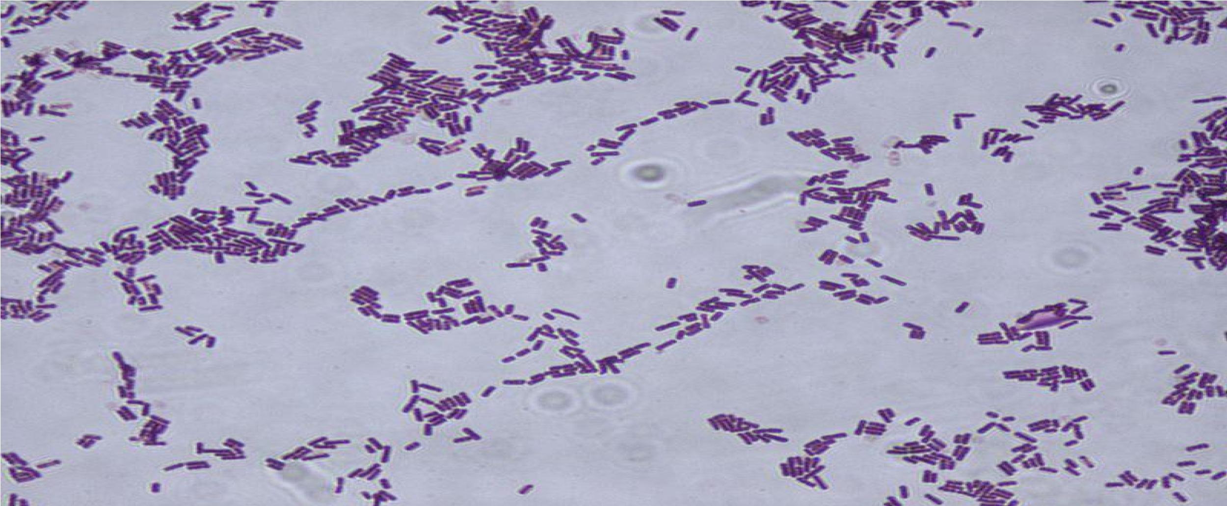 The efficacy of the antagonistic activity of <em>Bacillus</em> sp. against fungal plant pathogens