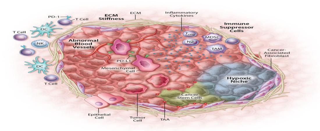 Cancer stem cells niche