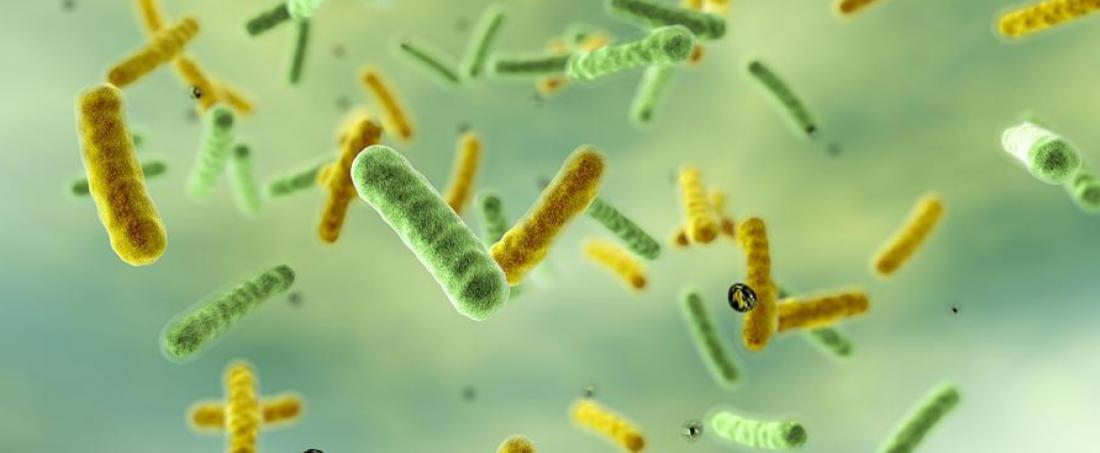 Production of biofuel using bacteria