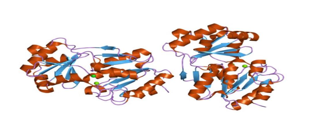 L-haloacid dehalogenase: An overview