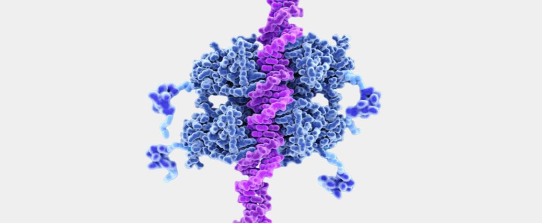 Interaction between MDM2 and p53