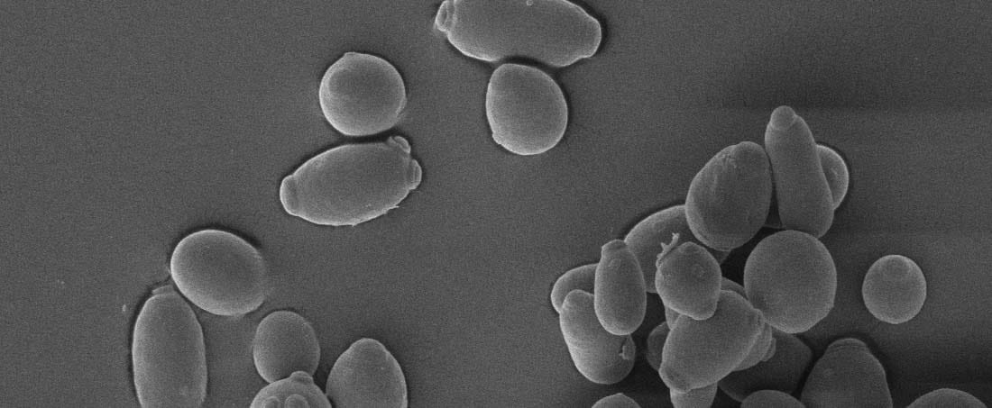 Adaptive evolution of Saccharomyces kudriavzevii to enhance glycerol production