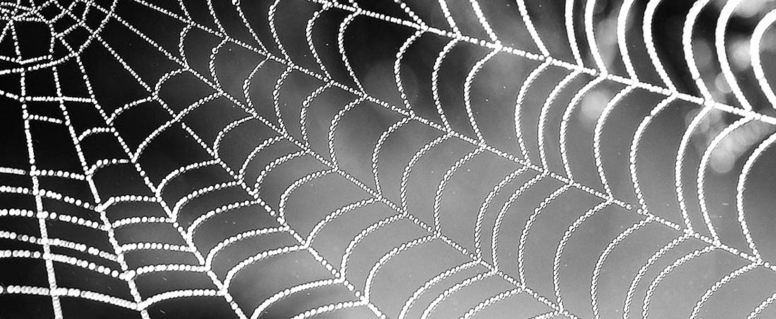 Spider silk biomaterials for tissue engineering matrices