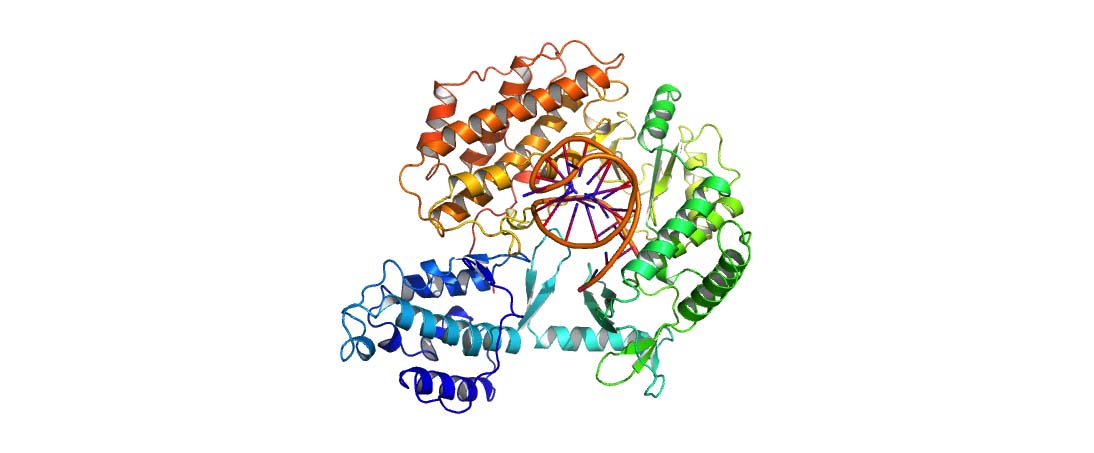  Use of telomerase catalytic protein component to stop effects of ageing